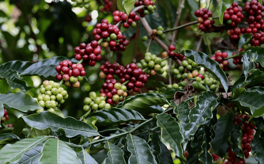 From Seed to Cup: Tracing the History of Chikmagalur Coffee - NativeForever