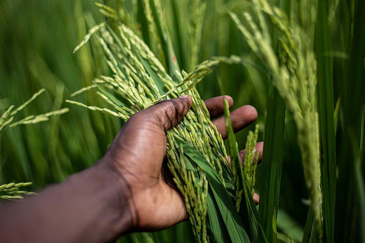 Native Rajamudi Rice - NativeForever