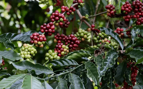 From Seed to Cup: Tracing the History of Chikmagalur Coffee - NativeForever